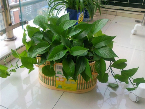 上海室內空氣質量檢測中心-上海CMA檢測報告