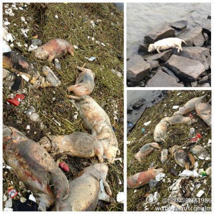 上海室內空氣質量檢測中心-上海CMA檢測報告